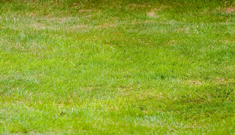 grass, green, abstract, background, wallpaper, texture, nature HD wallpaper