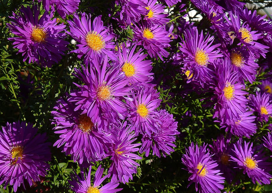 Asters, Balcony, Bloom, Flowers, blue, bouquet, flower vase HD wallpaper