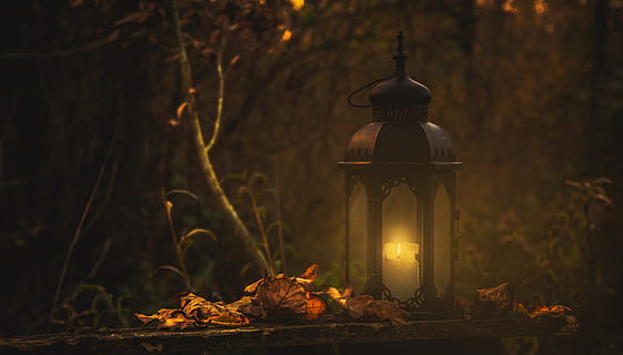 yellow pillar candle in black lantern, lantern beside tree, flame HD wallpaper