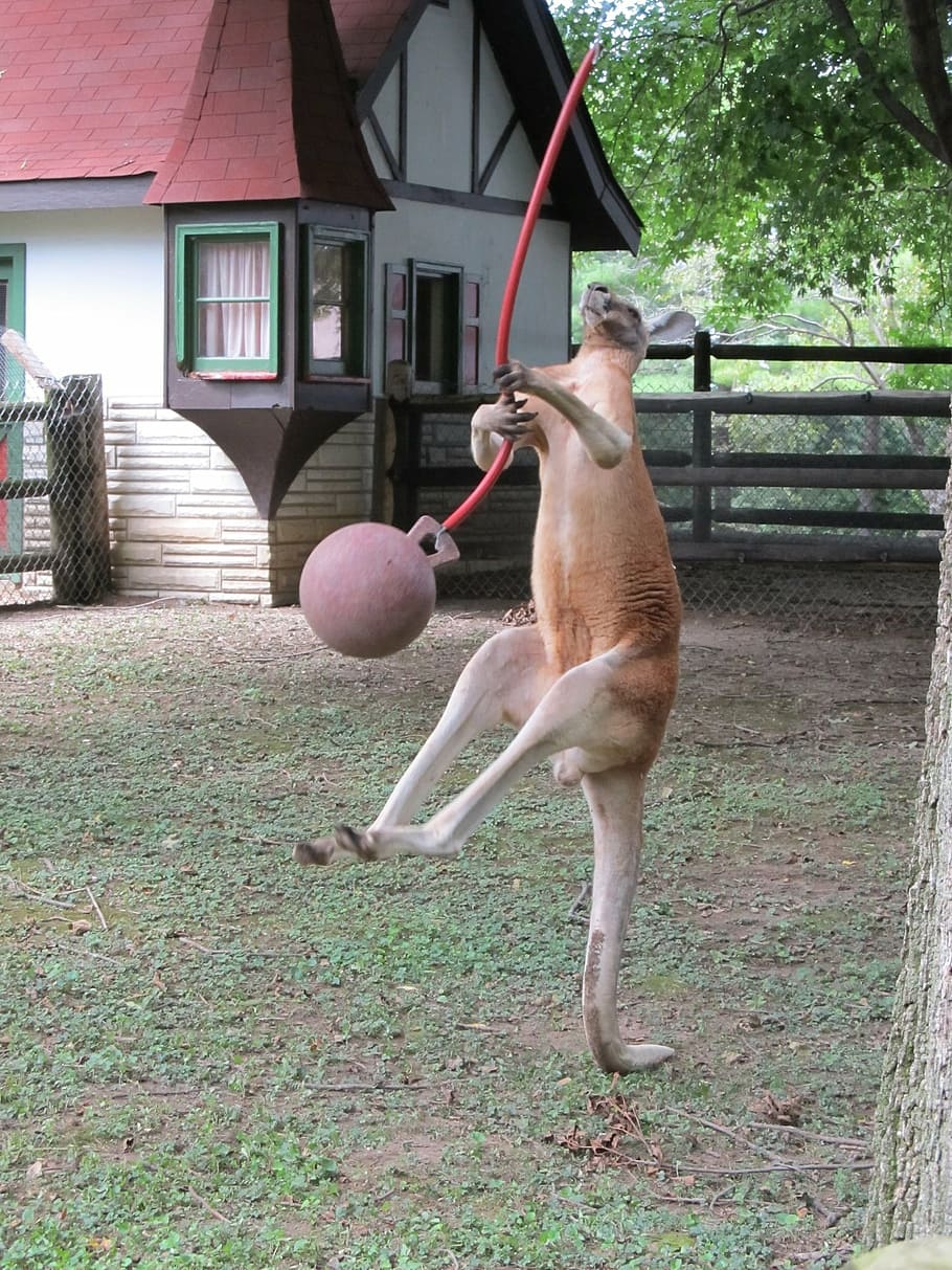kangaroo playing ball near house, jumping, swing, wildlife HD wallpaper