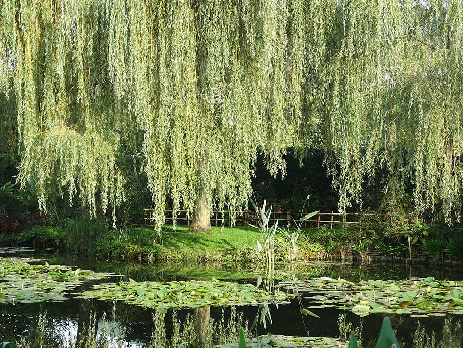 garden, lake, landscape, plant, tree, water, tranquility, forest HD wallpaper