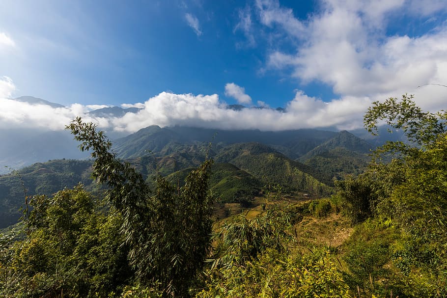 nature, landscape, tree, mountain, sky, sapa, vietnam, rice fields HD wallpaper