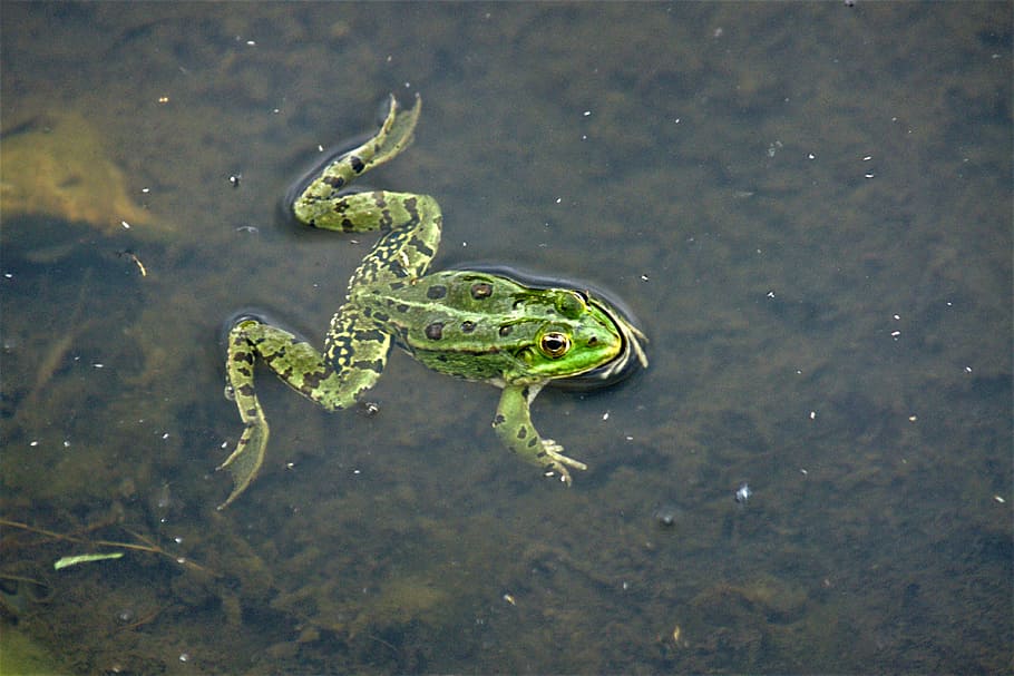 frog, pond, toad, aquatic animal, garden pond, animals in the wild HD wallpaper