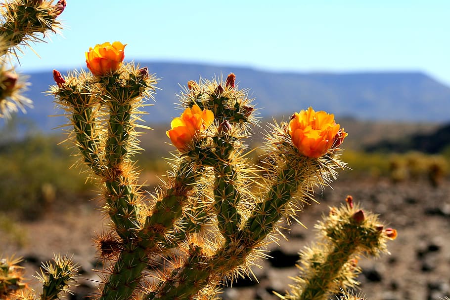 Cactus, Arizona, Desert, Cacti, southwest, sonoran, western