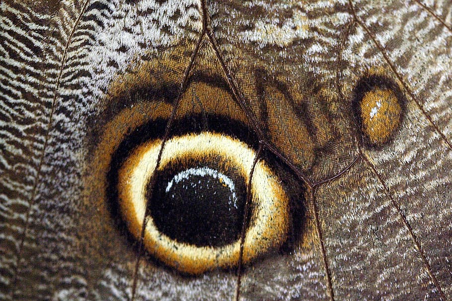 butterfly, close up, macro, eye, insect, complex, close-up HD wallpaper