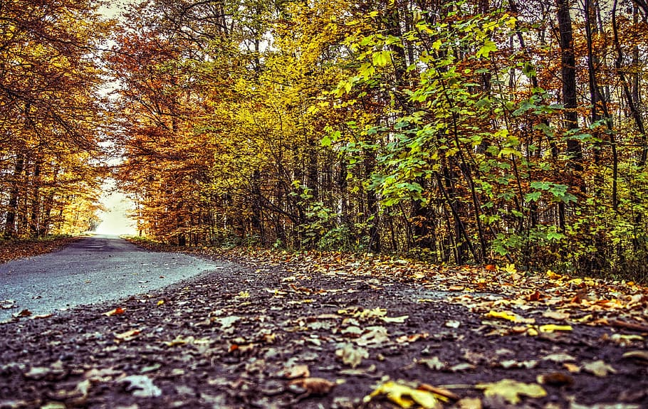 forest, way, foliage, autumn, nature, alley, spacer, tree, plant HD wallpaper