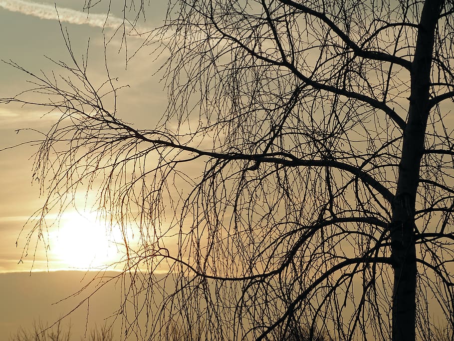 plant, nature, live, sky, bare tree, sunset, branch, silhouette HD wallpaper