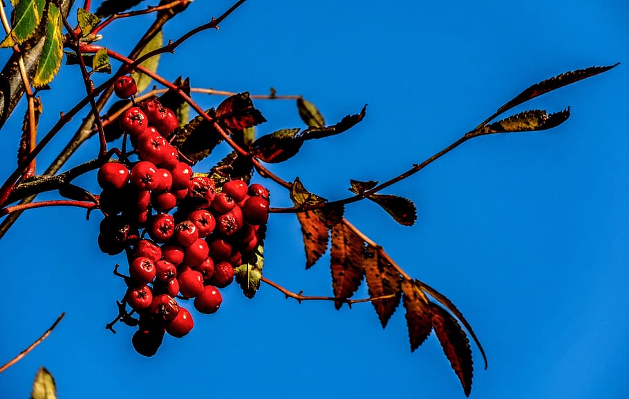 Rowan, Mountain Ash, Autumn, Fall, red, nature, tree, berry HD wallpaper