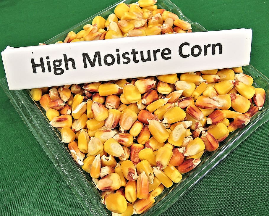 high moisture corn, animal feed, grain, high yield, food, food and drink HD wallpaper