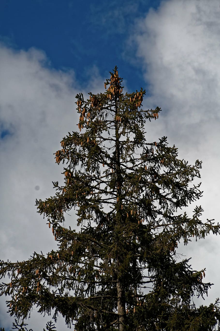 conifer, fir, nature, tree, sky, forest, black forest, plant HD wallpaper