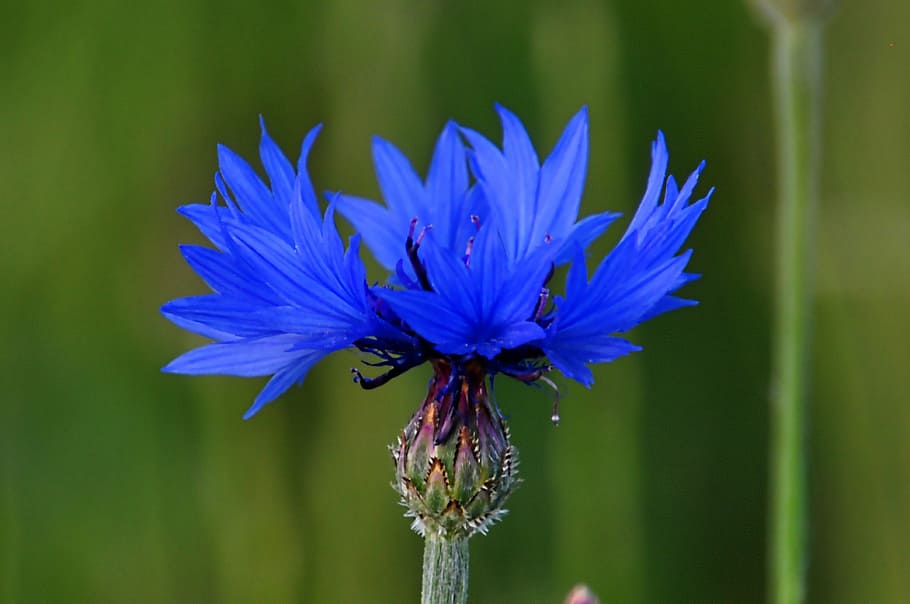 flower, macro, blue, flowering plant, fragility, vulnerability HD wallpaper
