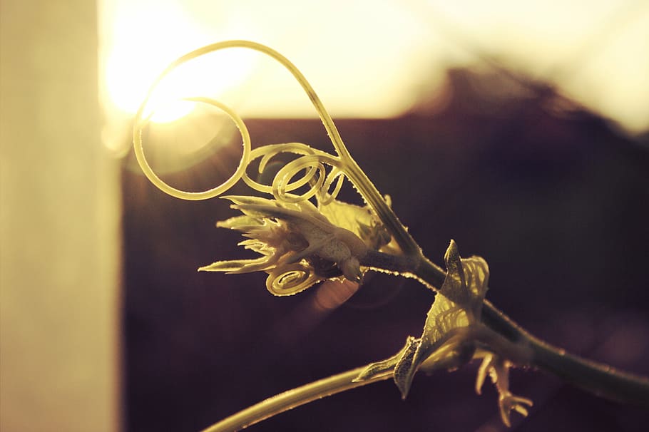 plant, sunset, nature, focus on foreground, close-up, animal themes HD wallpaper