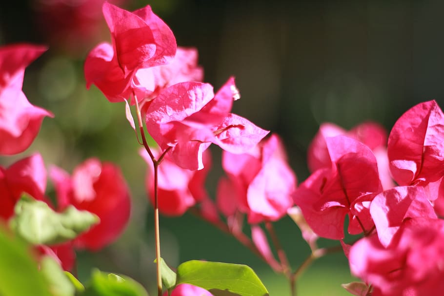 nature, flowers, landscape, flowering plant, beauty in nature HD wallpaper