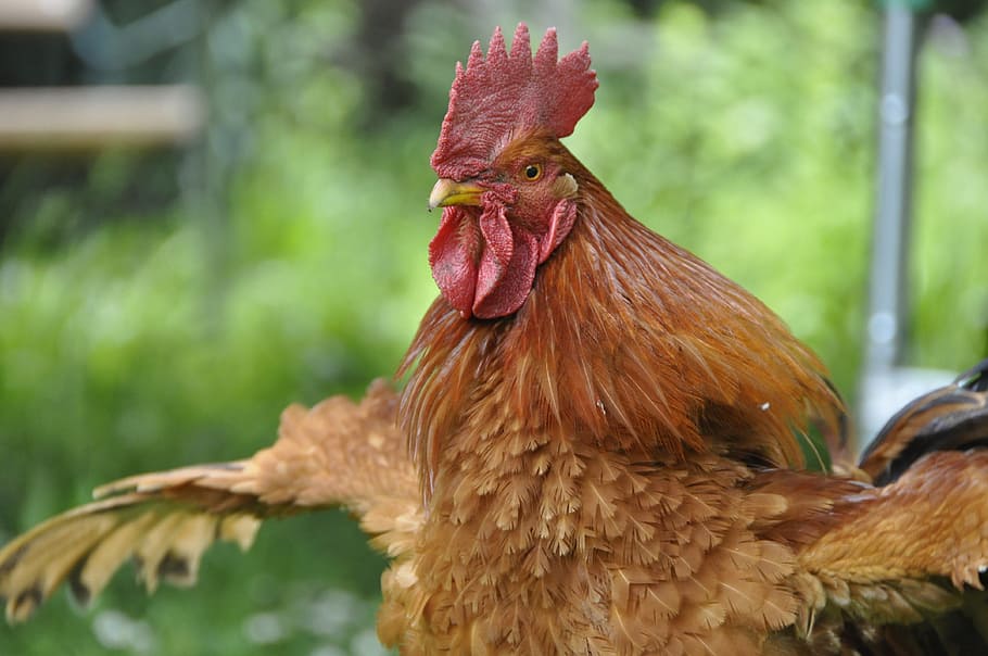 chicken, hen, poultry, animal themes, bird, chicken - bird HD wallpaper