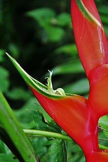 helikonie, blossom, bloom, tiny, tropics, heliconia, tropical HD wallpaper