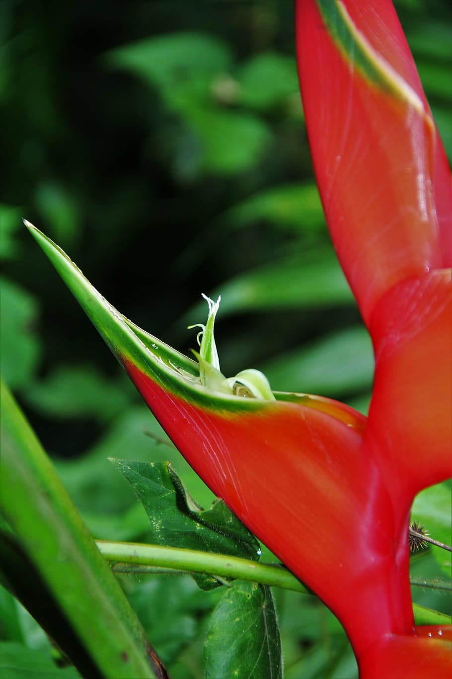 helikonie, blossom, bloom, tiny, tropics, heliconia, tropical HD wallpaper