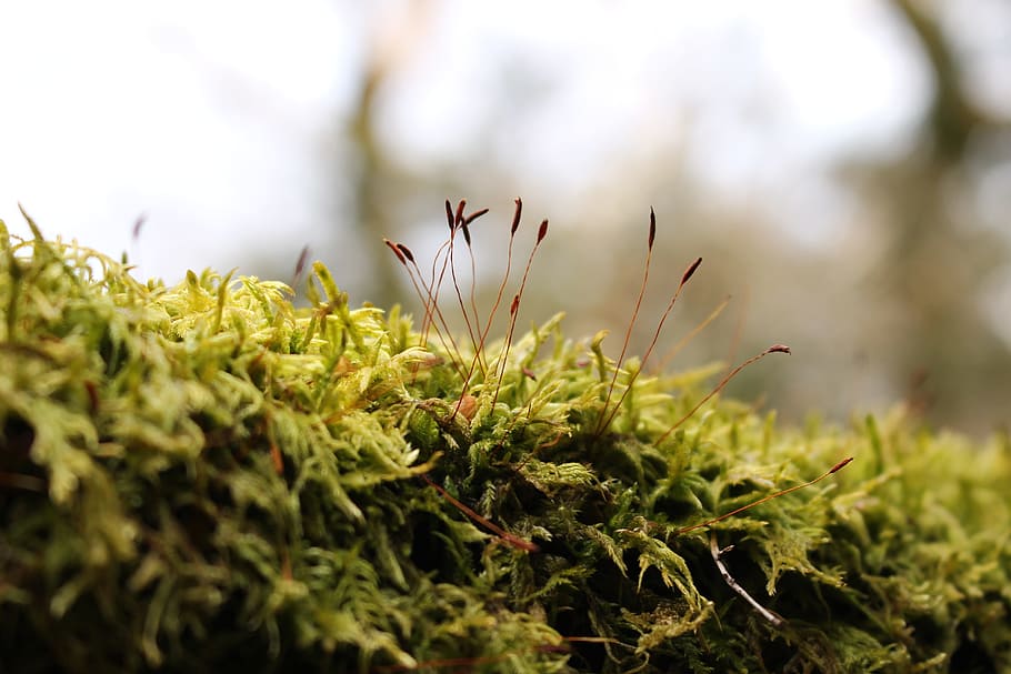 moss, japan, green, bud, plant, growth, beauty in nature, flower HD wallpaper