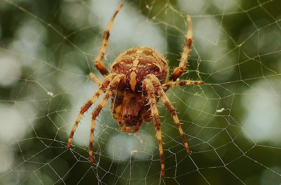 close up photo of brown barn spider, web, spider web, one animal HD wallpaper