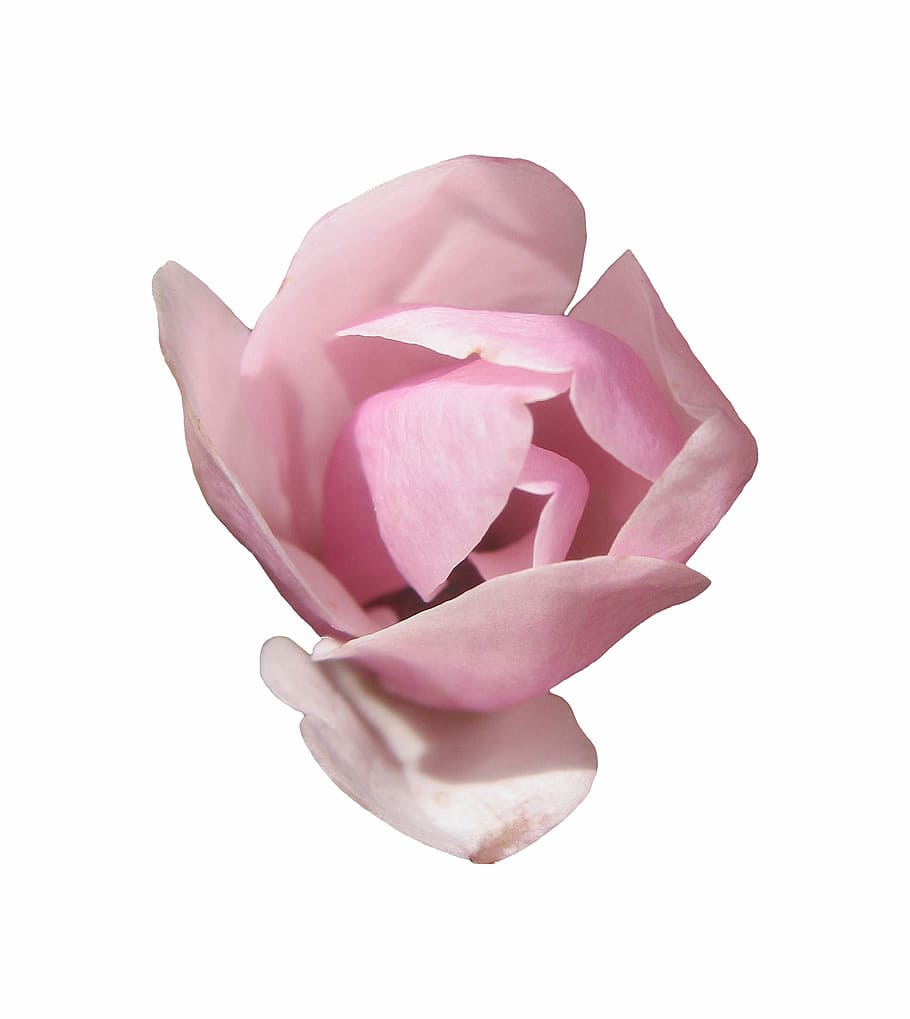 magnolia, tender, pink, spring, blossom, bloom, flower, isolated HD wallpaper