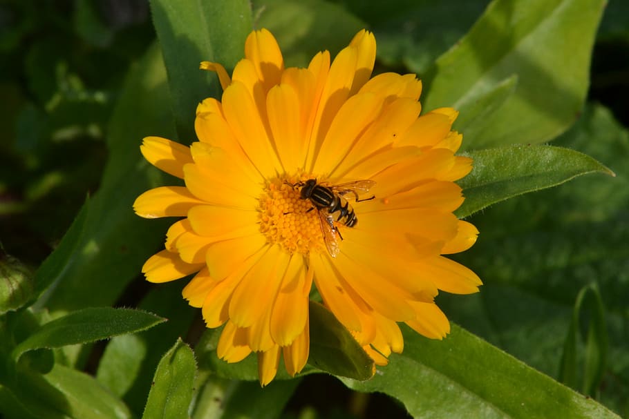 hover fly, gerbera daisy, sunshine, garden, flower, flowering plant HD wallpaper