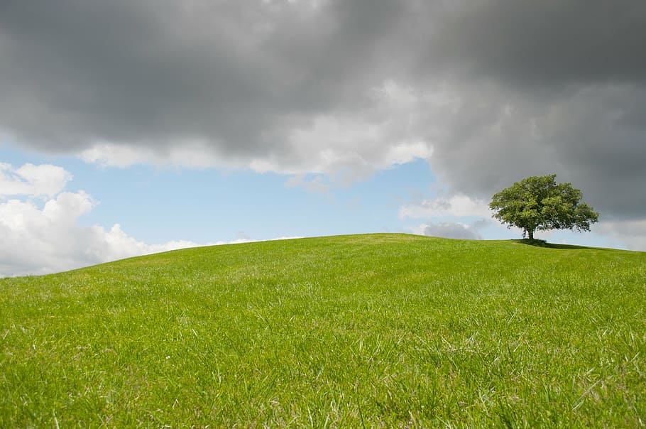 green tree on green grass at daytime, hill, lonely, meadow HD wallpaper