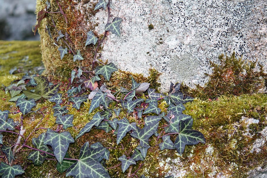 Ivy, Vine, Plant, Leaf, Foliage, green, moss, growth, natural HD wallpaper