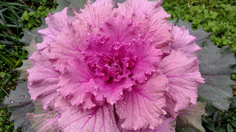 garden, nature, flora, cabbage, winter, pink, flower, flowering plant HD wallpaper