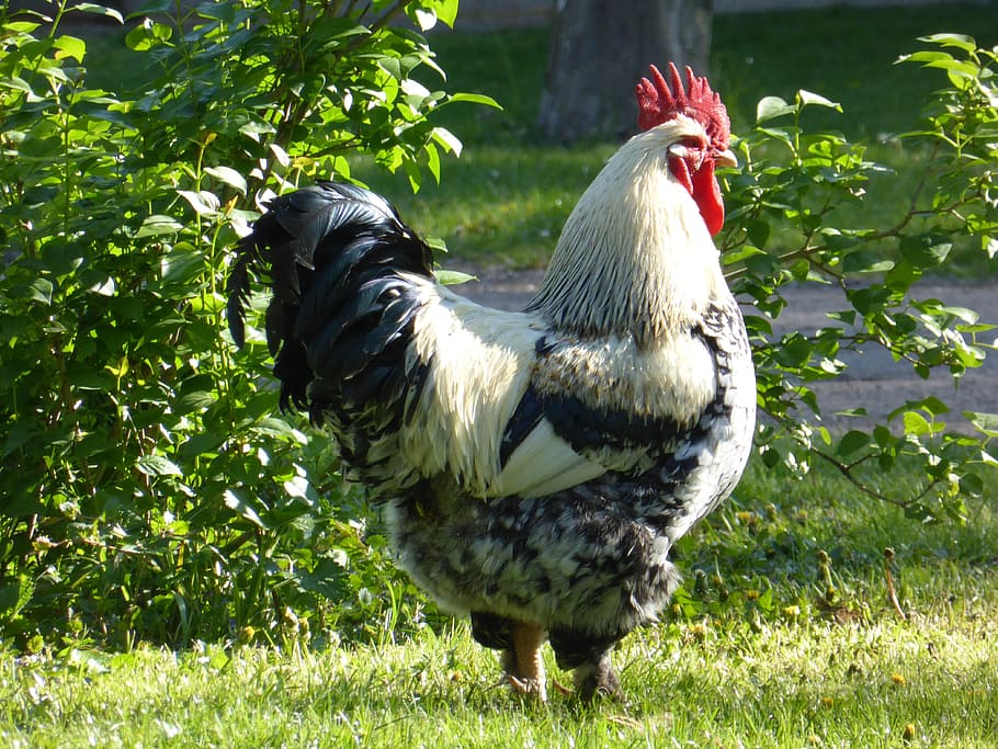 white and black rooster near green leafed plants during daytime, HD wallpaper