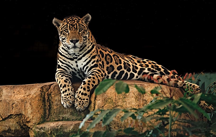 leopard on concrete stone, jaguar, resting, rock, predator HD wallpaper