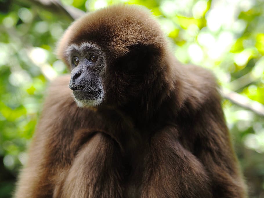 Monkey, Animal, Primates, green, creatures, zoo, one animal HD wallpaper