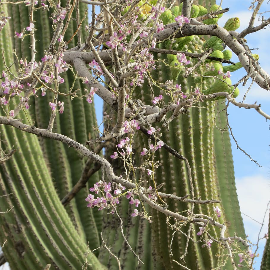 desert, flowers, cactus, nature, tree, plant, branch, growth HD wallpaper