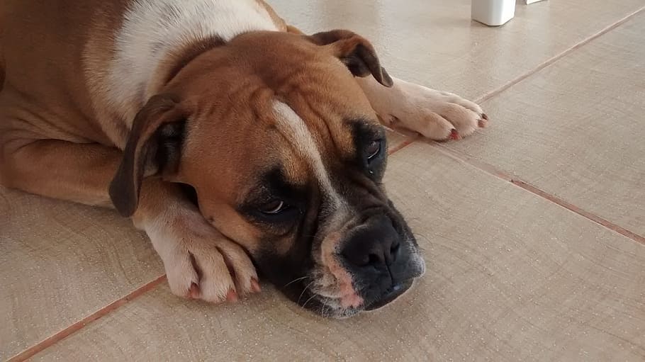 dog, boxer, sad, domestic, pets, one animal, domestic animals HD wallpaper