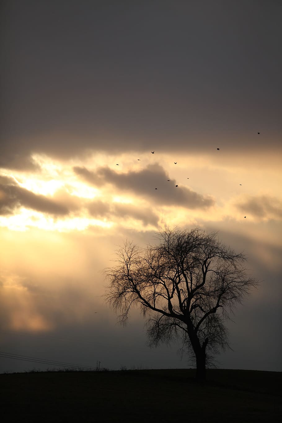 tree, nature, sky, landscape, outdoor, season, sunset, silhouette HD wallpaper