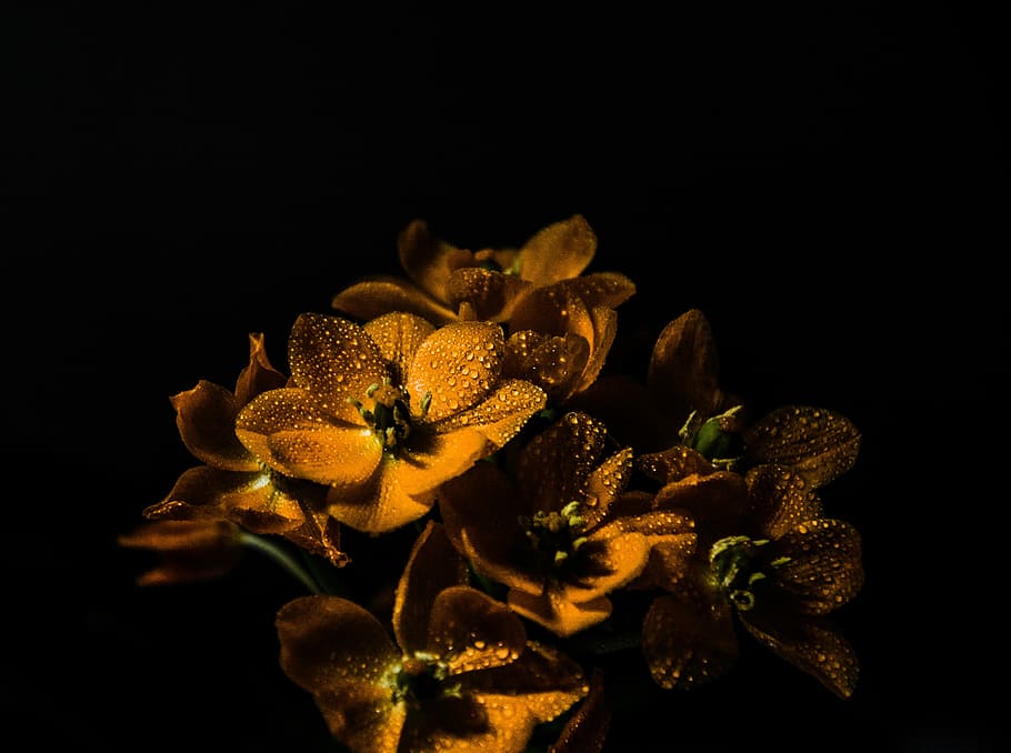 brown petaled flower, photo of brown petaled flower decor, petals HD wallpaper