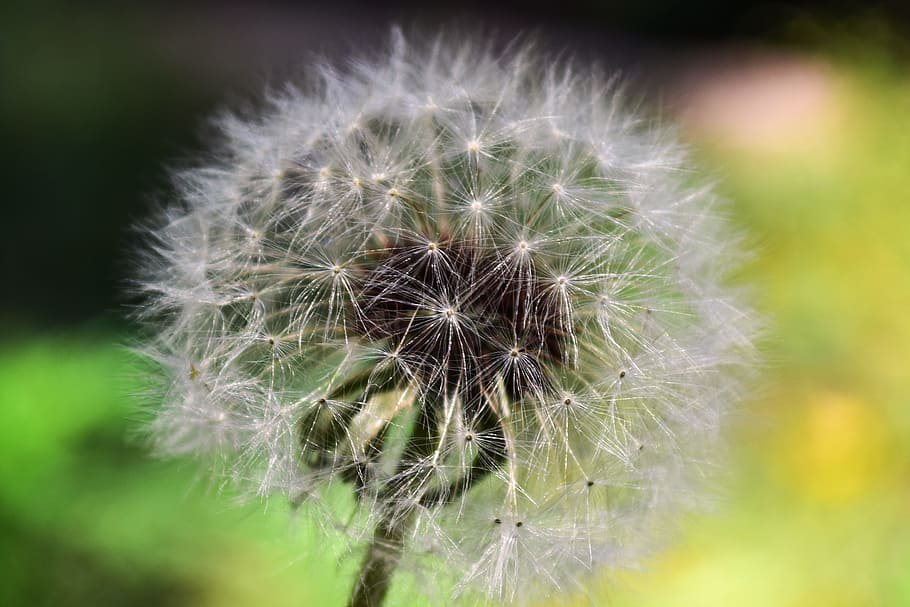 Dandelion Close Up Photography, beautiful, blur, bright, close-up HD wallpaper