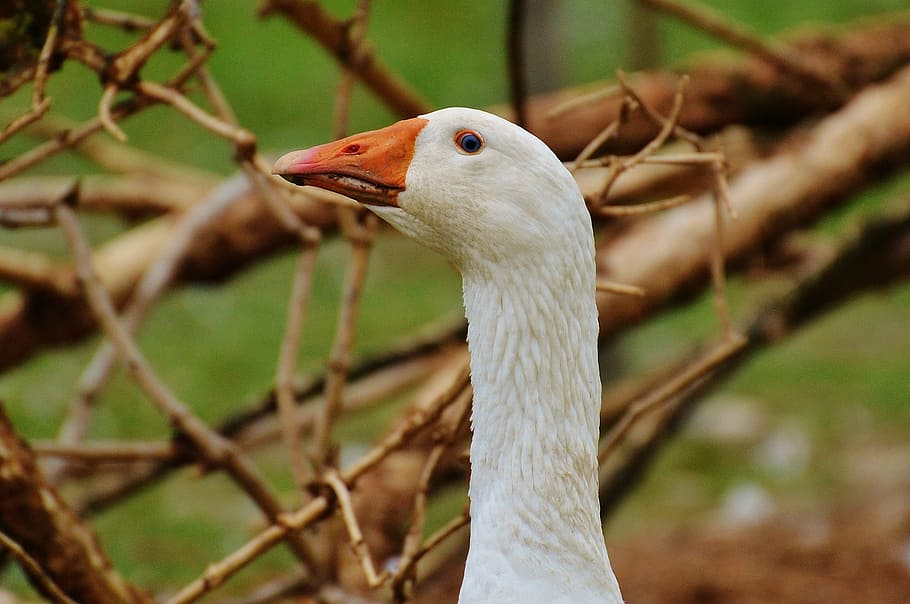 goose, white, cute, plumage, animal, domestic goose, nature HD wallpaper