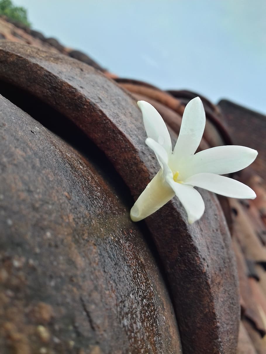 again, beautiful, jasmine, close-up, plant, fragility, vulnerability HD wallpaper