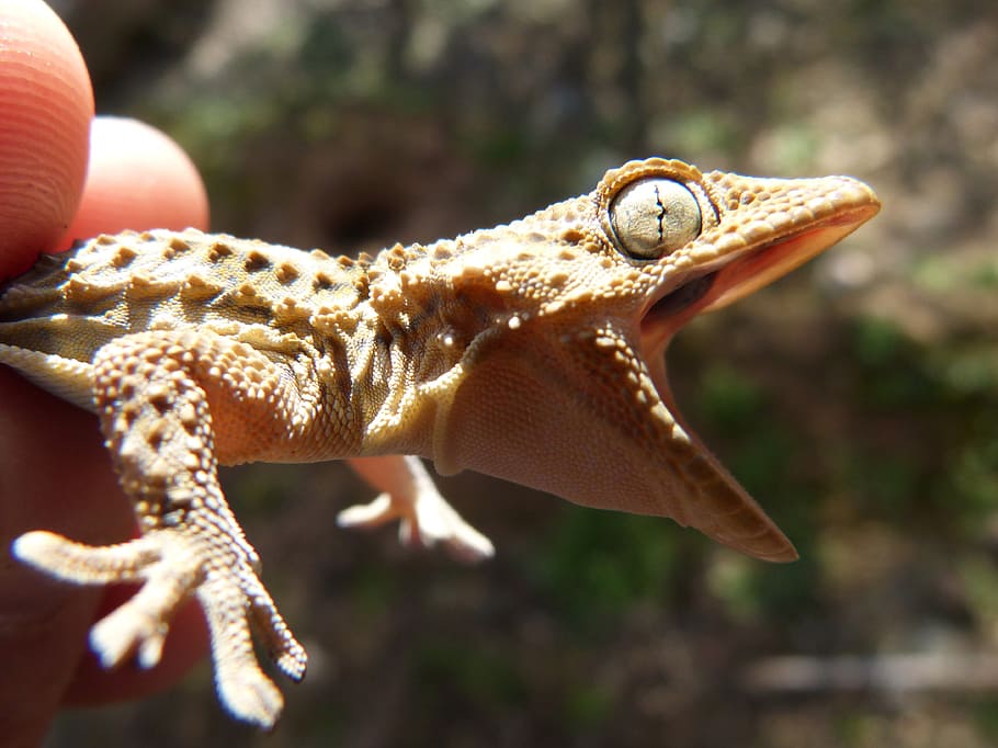 selective focus photography of person holding brown gecko, dragon HD wallpaper