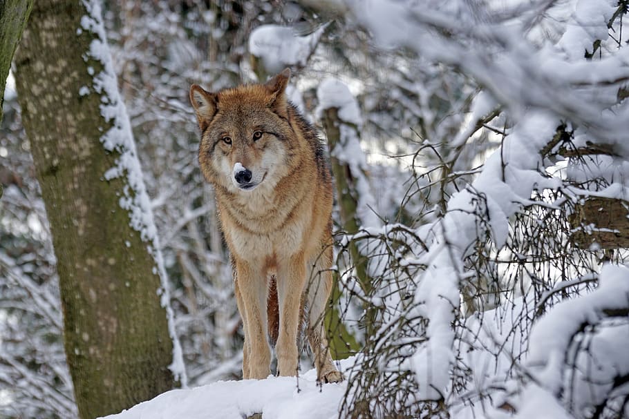 brown wolf standing on ground covered with snow, mongolian, mongolian wolf, HD wallpaper