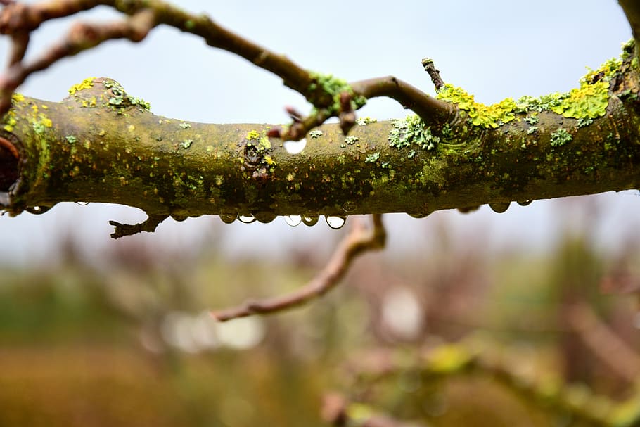 water drops on wood branch, raindrop, droplets, nature, outdoors HD wallpaper