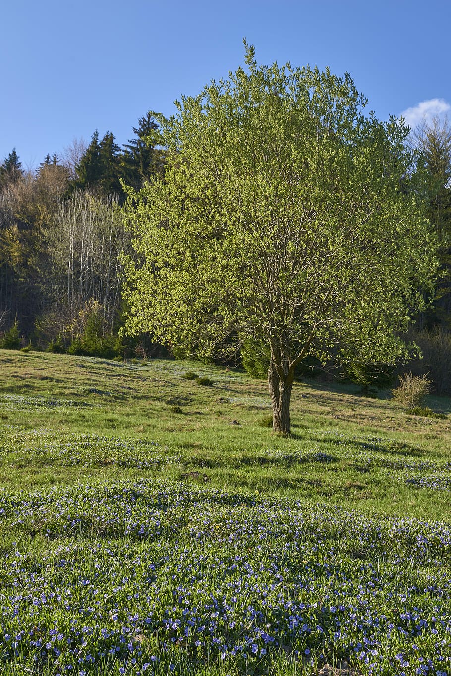tree, spring, flower, sunset, the sky, blue, country, priroda HD wallpaper