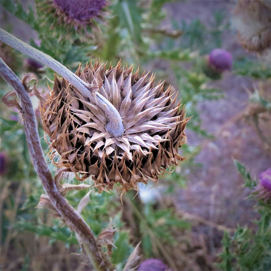 Thistle, Flower, Wild, Weed, unusual pattern, nature, plant HD wallpaper