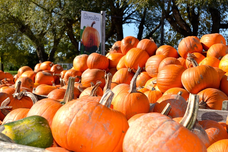 HD wallpaper: pumpkin, pumpkin patch, autumn, fall, orange, halloween, harv...
