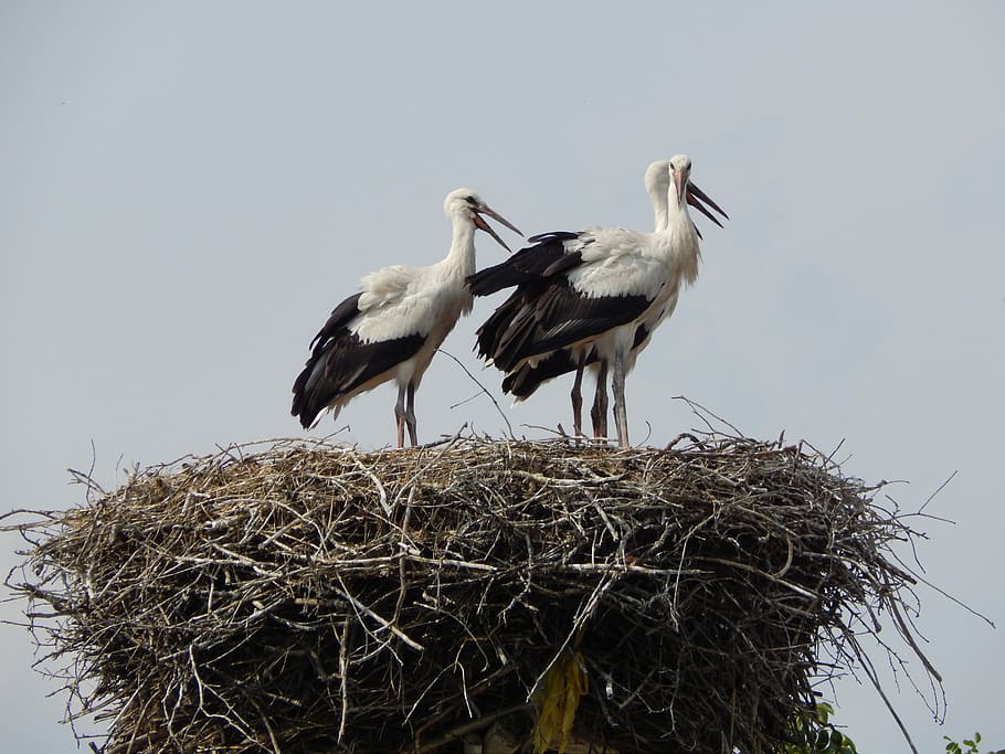 Storks, Birds, Socket, young, animal nest, animals in the wild HD wallpaper