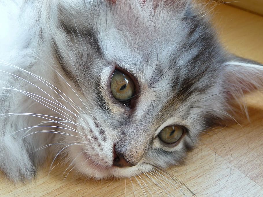 kitten, maine coon, grey, silver, cat, animal themes, one animal HD wallpaper