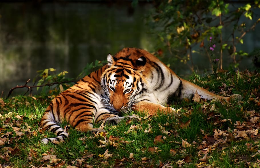 tiger, predator, fur, beautiful, dangerous, cat, wildlife photography HD wallpaper