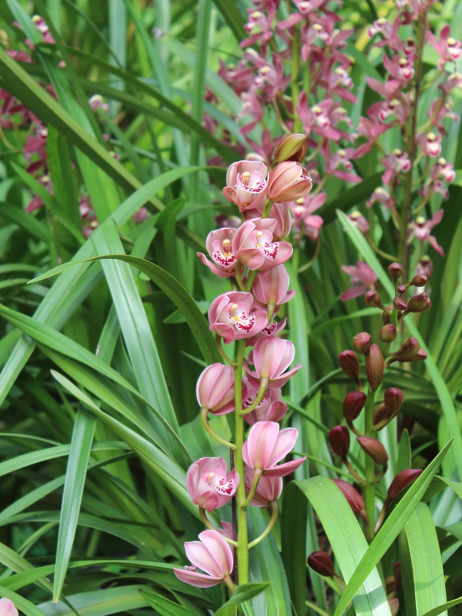 orchid, flower, spring, plant, flowering plant, beauty in nature HD wallpaper