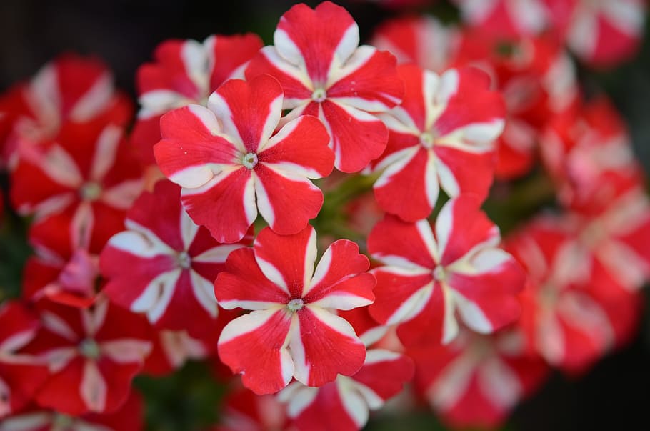 flower, nature, spring, natural, summer, plant, floral, green HD wallpaper