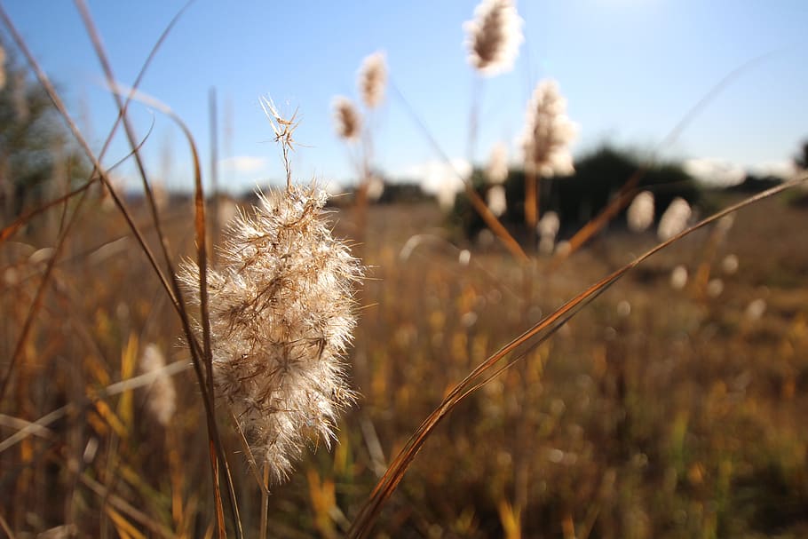 fields, dry grass, blue sky, reed, landscape, autumn, seeds HD wallpaper