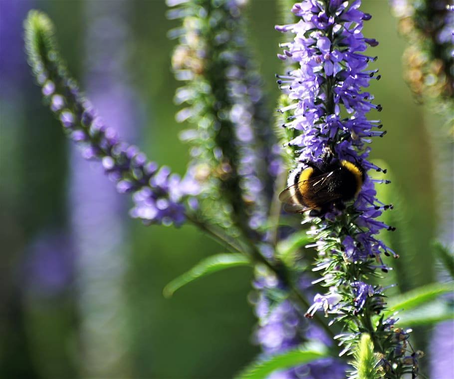 sony a-68, nature, experiment, flower, flowering plant, purple HD wallpaper